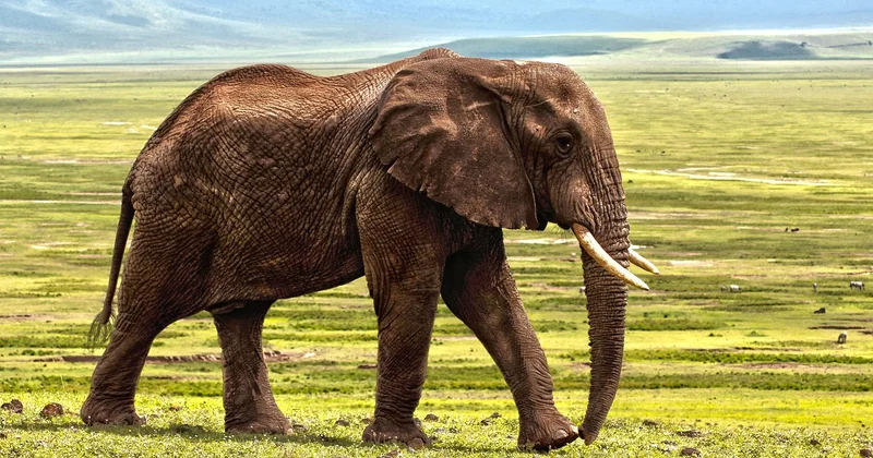 Combien coûte vraiment un safari en Afrique ?