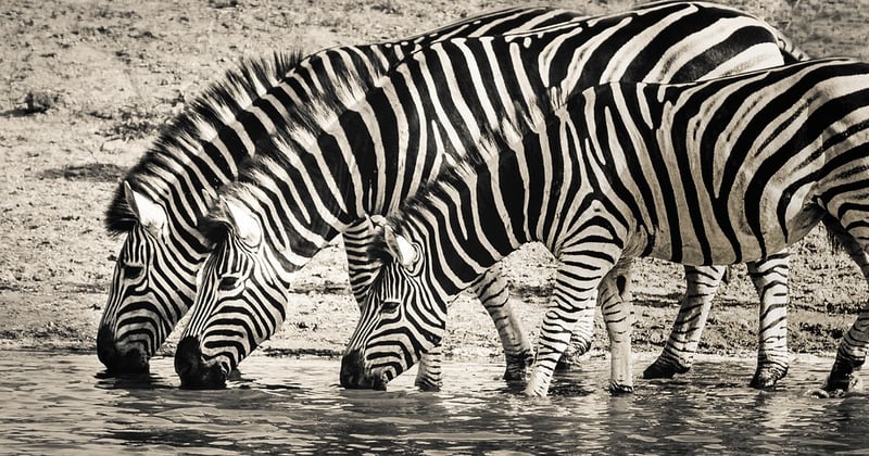 Safari en Afrique : l’expérience inoubliable au cœur de la savane
